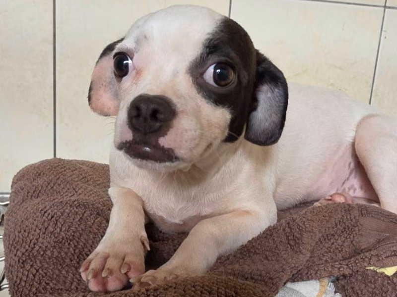 Black-and-white adult female mixed-breed dog, Medium, shelter no. …2-02