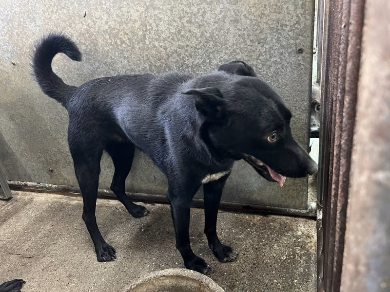 Black adult female mixed-breed dog, Medium, shelter no. …1002