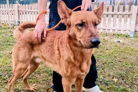 Scootex, Adult · Male · Medium · Mixed breed