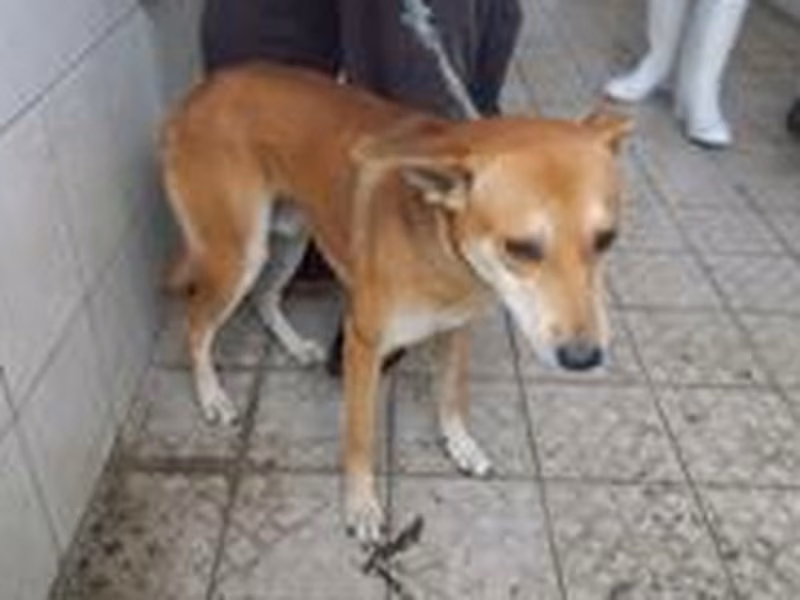 Tan adult male mixed-breed dog, Medium, shelter no. …3226