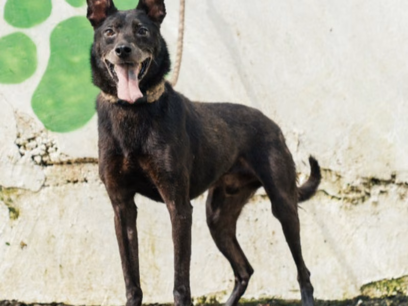 Black adult male mixed-breed dog, Medium, shelter no. …1504