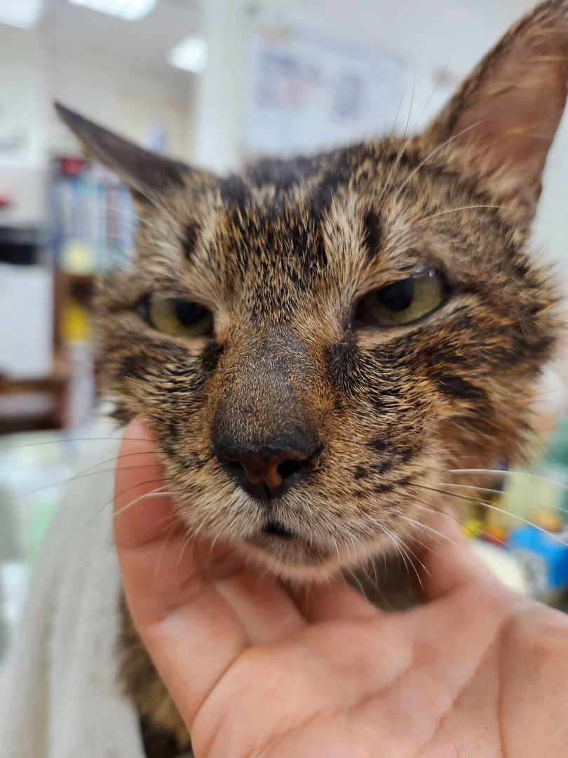Black tabby adult male mixed-breed cat, Medium, shelter no. …0001
