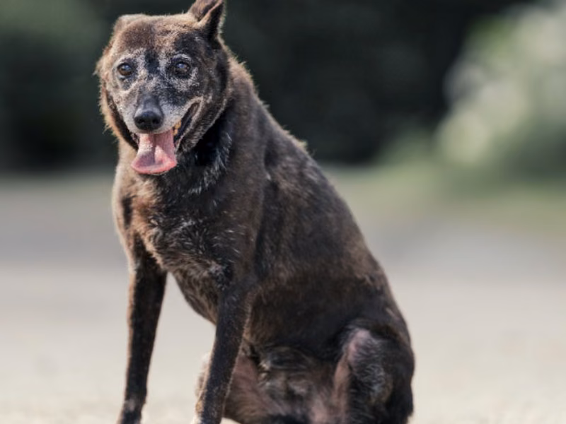 Black adult female mixed-breed dog, Medium, shelter no. …2201