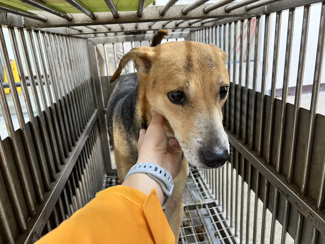 Brown-and-black adult male mixed-breed dog, Medium, shelter no. …7005