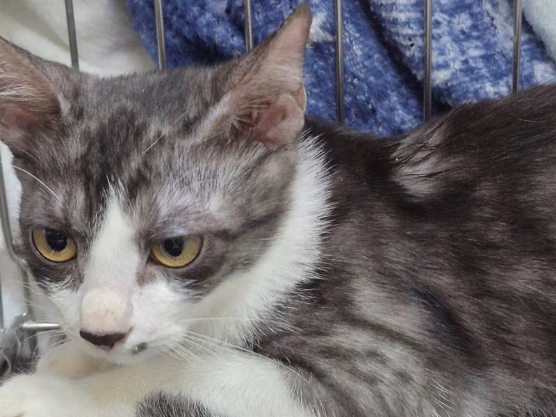 Gray-and-white young male mixed-breed cat, Small, shelter no. …0001