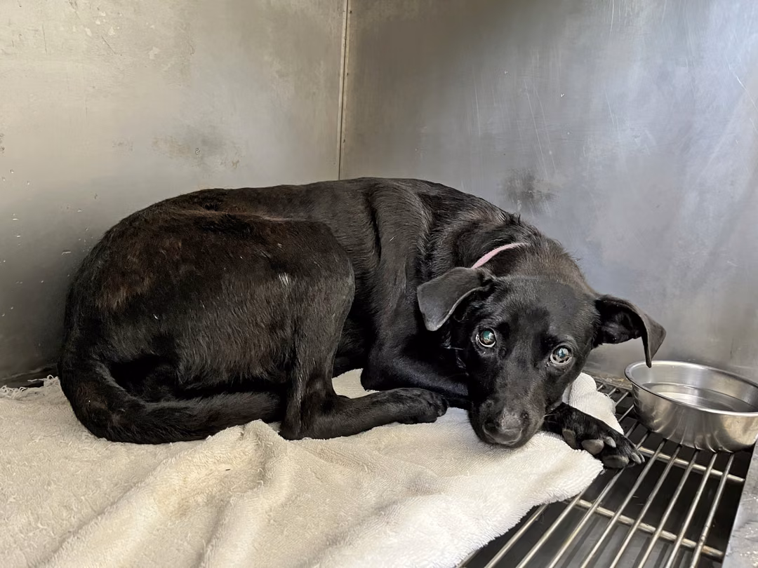 Black adult female mixed-breed dog, Medium, shelter no. …1602