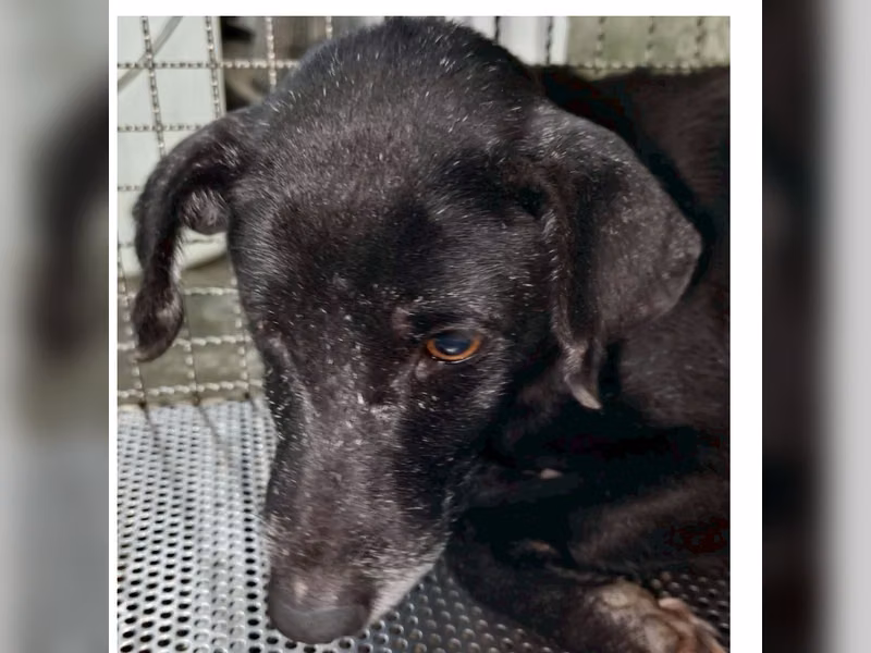 Black adult male mixed-breed dog, Medium, shelter no. …8001