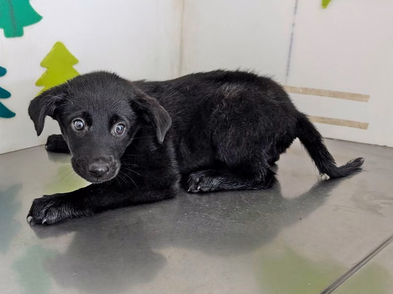 Black adult male mixed-breed dog, Large, shelter no. …2608