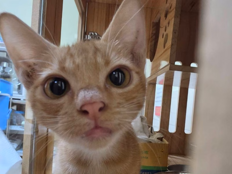 Orange-and-white adult male mixed-breed cat, Medium, shelter no. …0-01