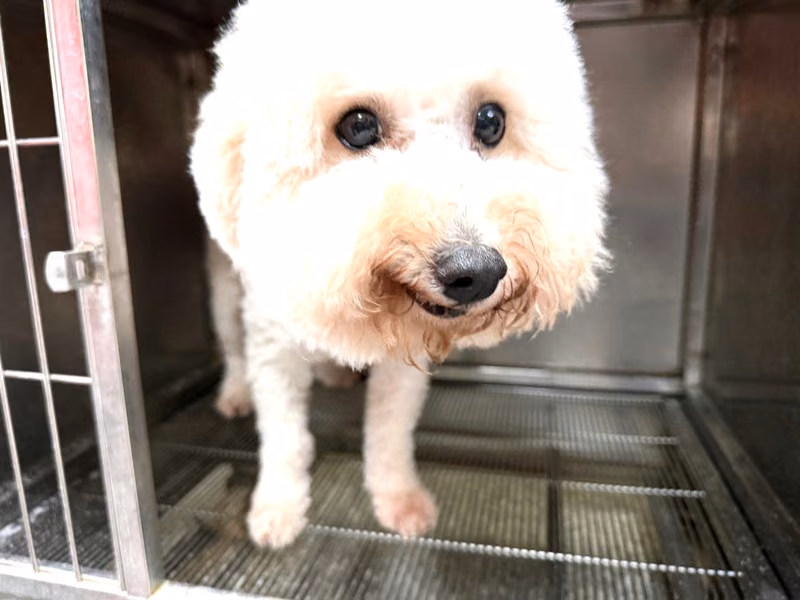 White adult male Bichon Frisé, Large, shelter no. …2Q13