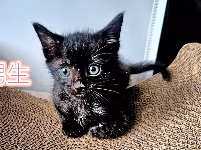 Black young male mixed-breed cat, Small, shelter no. …0001