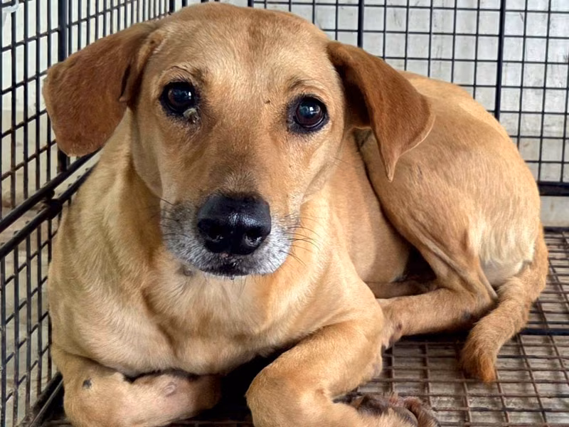 Tan adult female mixed-breed dog, Medium, shelter no. …5003