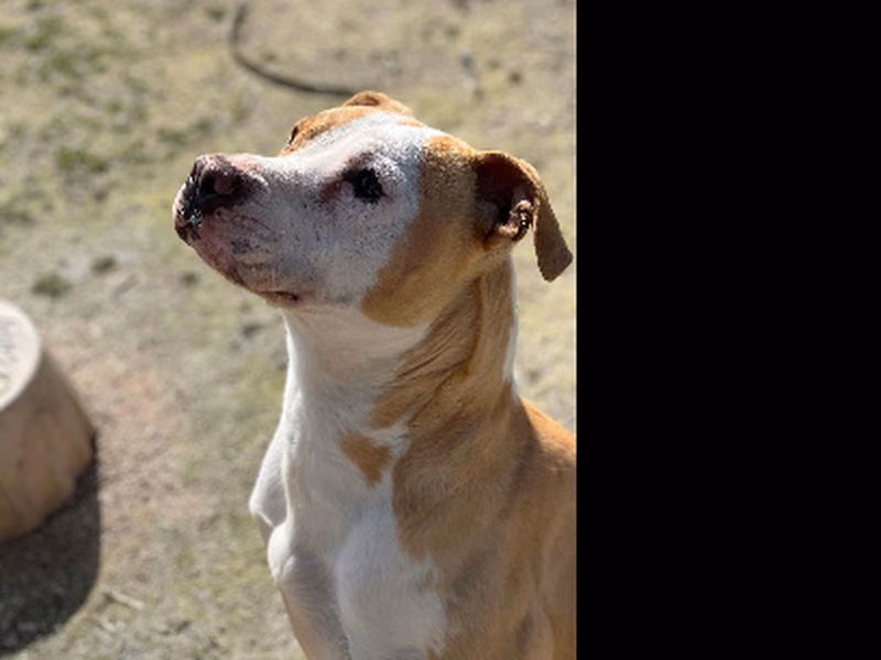 Milta, Adult · Female · Medium · American Staffordshire Terrier