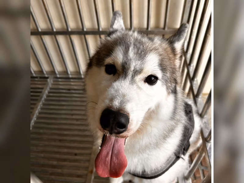 Husky sibérien mâle adulte (noir et blanc), Grand, refuge n° …8006