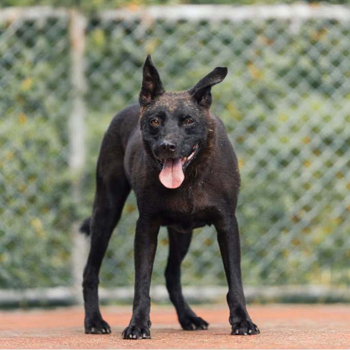 Black adult male mixed-breed dog, Medium, shelter no. …2903