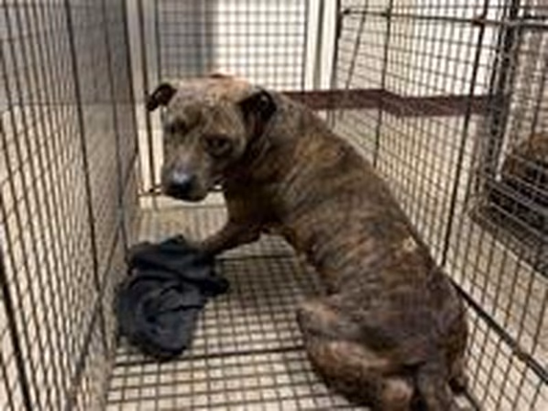 Tabby adult female American Pit Bull Terrier, Medium, shelter no. …4004