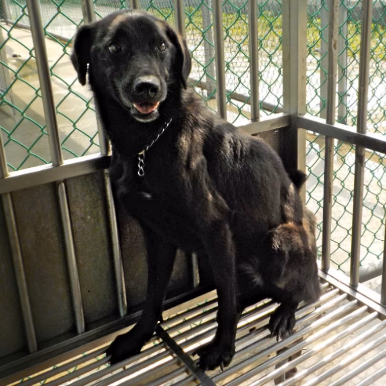 Black adult female mixed-breed dog, Medium, shelter no. …1553