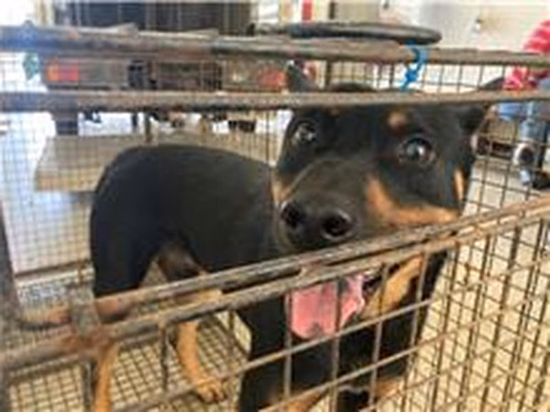 Black-and-tan adult male mixed-breed dog, Medium, shelter no. …9009