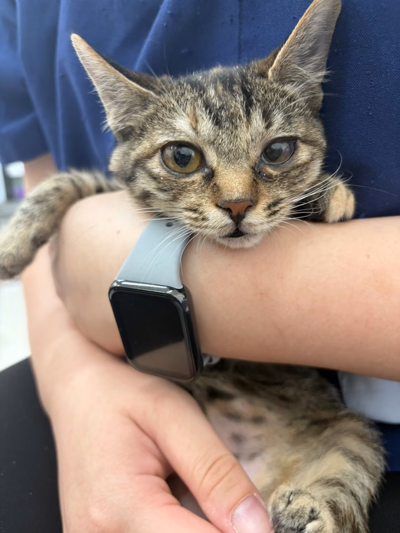 Young female mixed-breed cat, Small, shelter no. …3C06