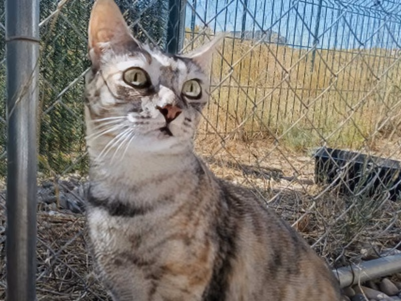 Socorro、成犬・成猫 · メス · ヨーロピアンショートヘア
