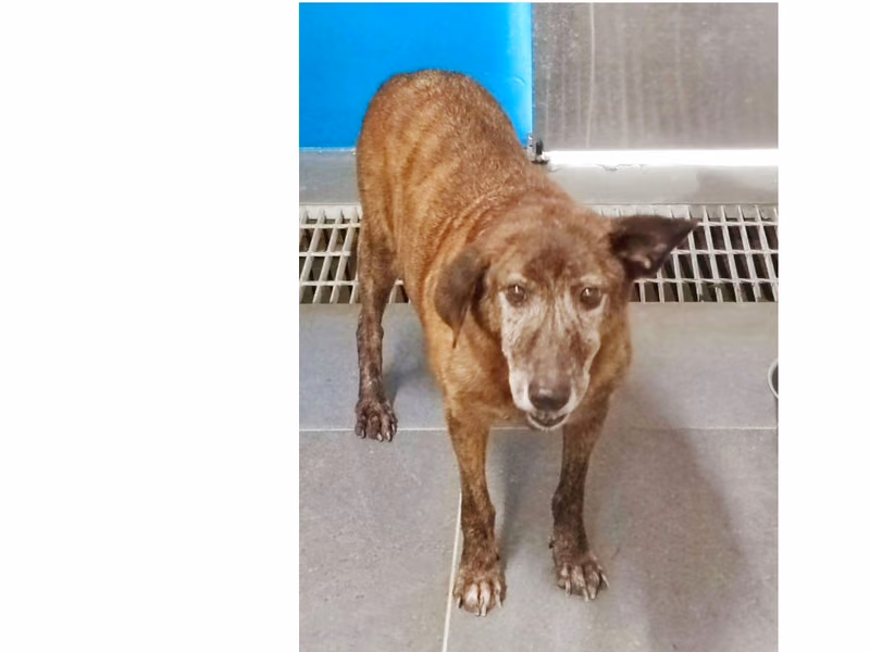 Tabby adult male mixed-breed dog, Medium, shelter no. …0702