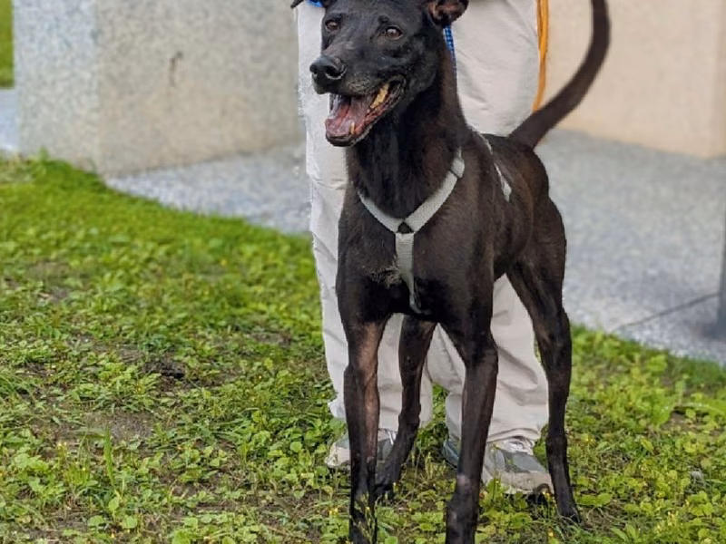 Black adult male mixed-breed dog, Medium, shelter no. …7002