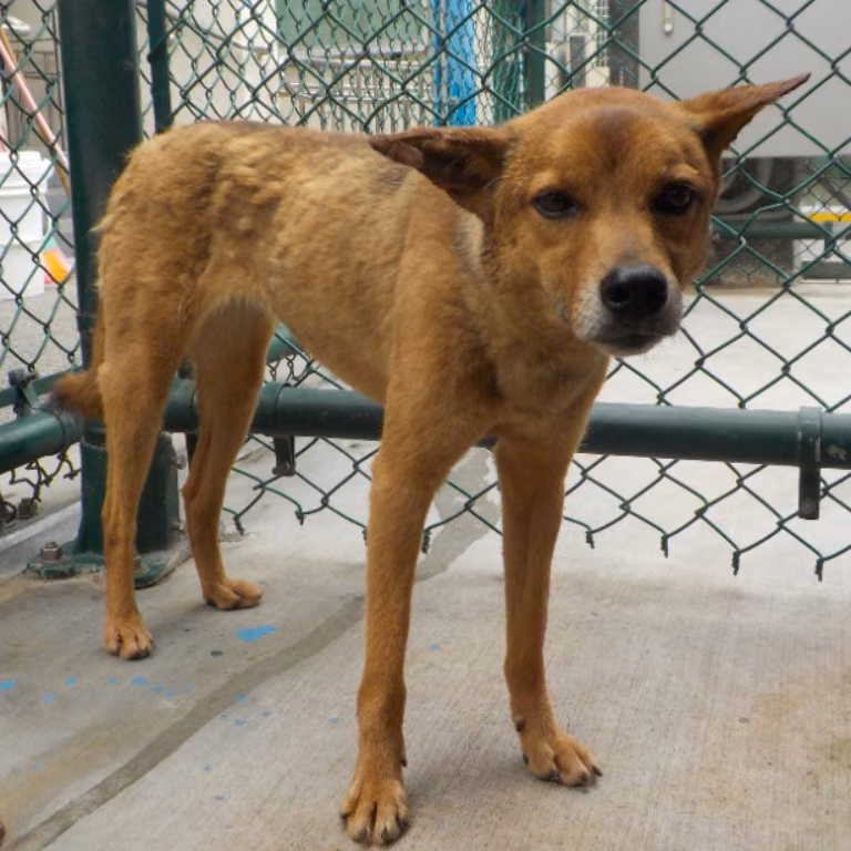 Brown-and-gray adult female mixed-breed dog, Small, shelter no. …4503