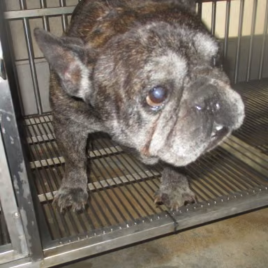 Tabby adult male Bulldog, Small, shelter no. …1001