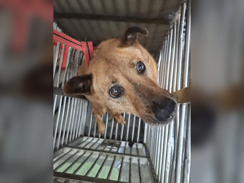 Tan adult female mixed-breed dog, Medium, shelter no. …1602