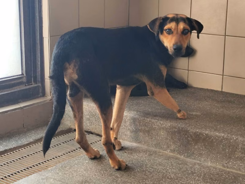 Black adult male mixed-breed dog, Large, shelter no. …2607