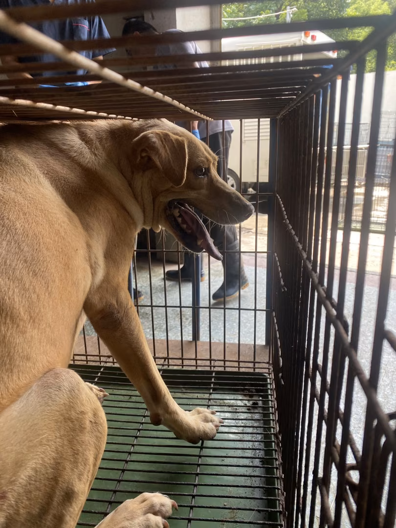 Tan adult female mixed-breed dog, Large, shelter no. …3-02