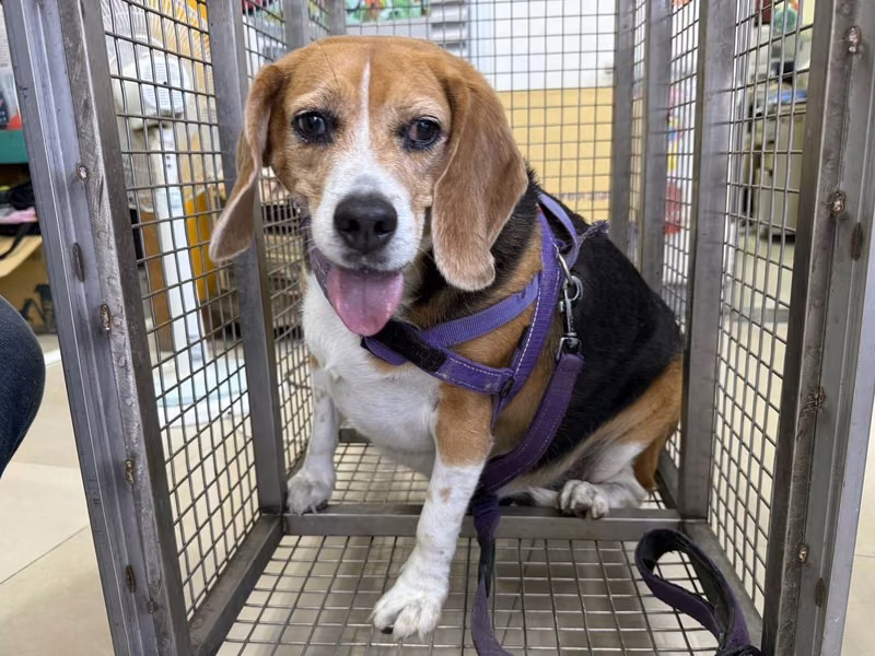 Patched adult male beagle, Medium, shelter no. …20W8