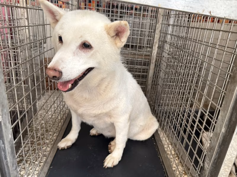 White adult female Shiba Inu, Large, shelter no. …W8-2
