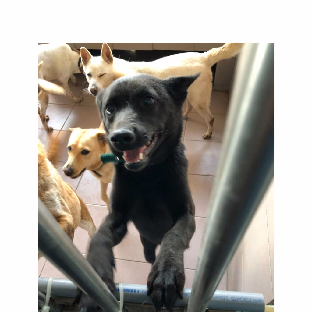 Black adult female mixed-breed dog, Medium, shelter no. …3-03