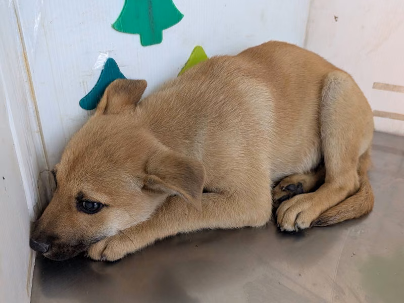 Tan adult female mixed-breed dog, Large, shelter no. …0301