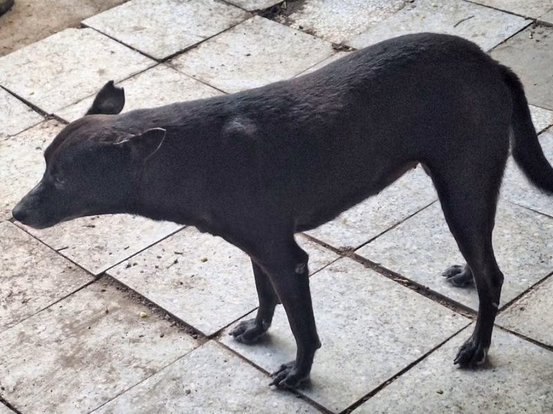 Black adult female mixed-breed dog, Large, shelter no. …074D