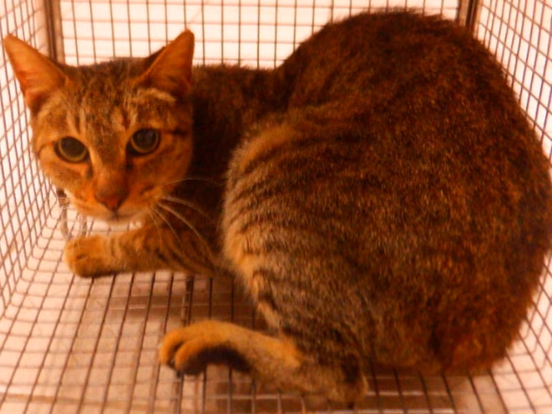 Tabby adult female mixed-breed cat, Small, shelter no. …4C15