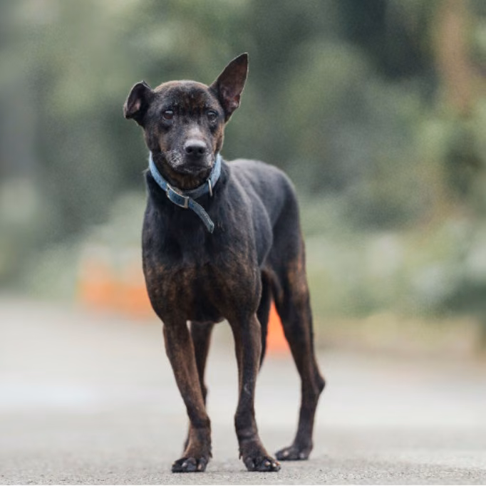 Black adult female mixed-breed dog, Medium, shelter no. …0002