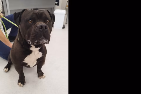 Txinin, Adult · Male · Large · American Staffordshire Terrier