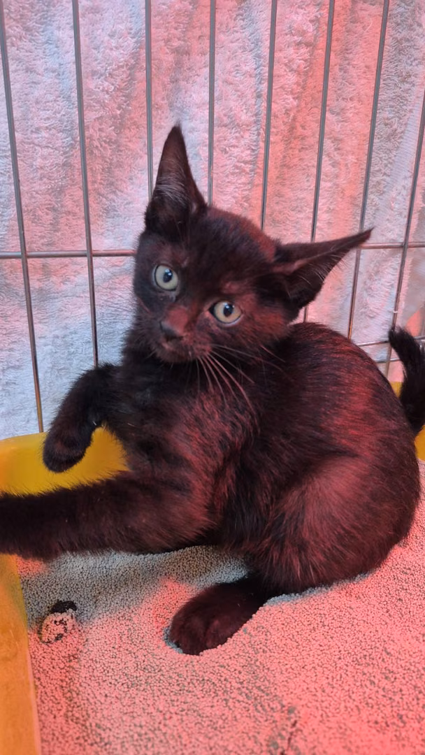 Black young female mixed-breed cat, Small, shelter no. …4006