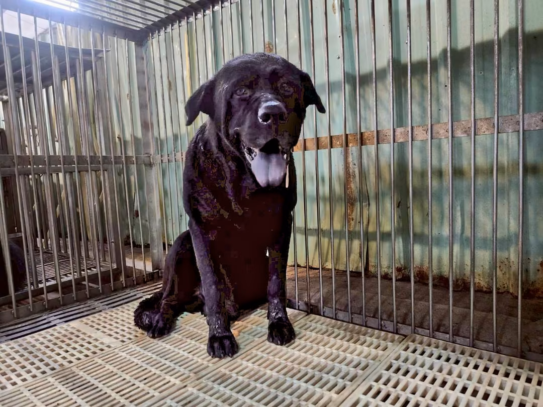 Black adult male mixed-breed dog, Medium, shelter no. …1201