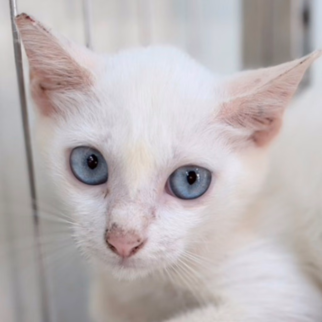 White young female mixed-breed cat, Small, shelter no. …2C10