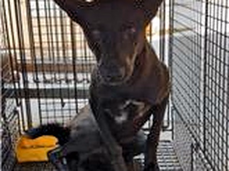Black adult male mixed-breed dog, Large, shelter no. …6061