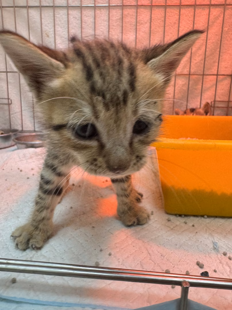 Tabby young male mixed-breed cat, Small, shelter no. …4009