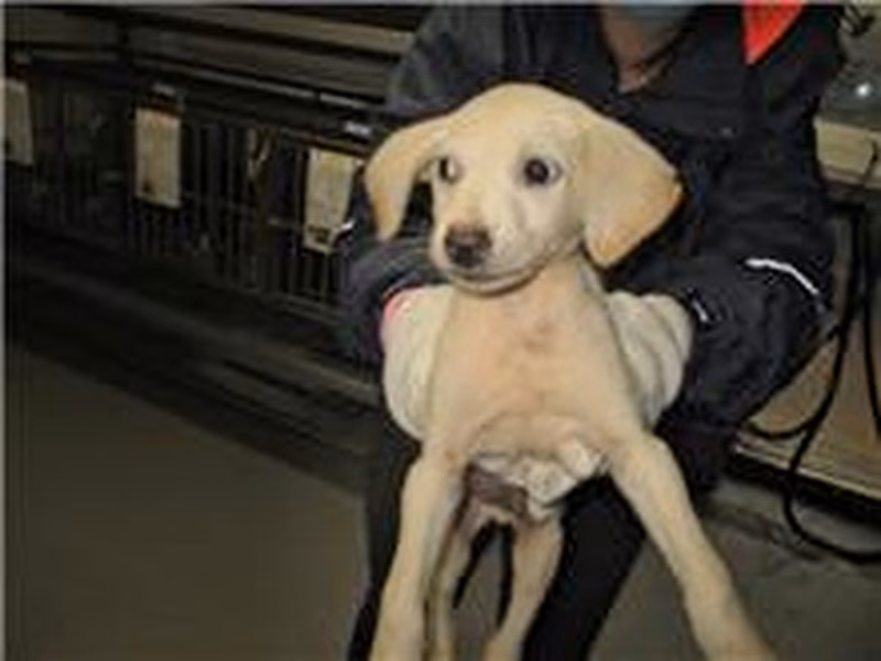 White adult male mixed-breed dog, Medium, shelter no. …1013