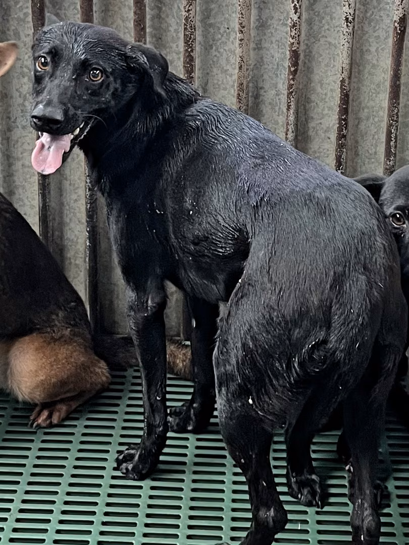 Black adult female mixed-breed dog, Medium, shelter no. …1001