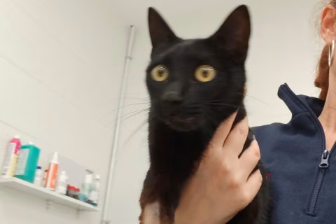 Amaretto, Young · Male · European Shorthair
