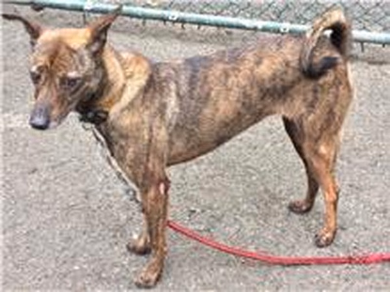 Tabby adult female mixed-breed dog, Medium, shelter no. …0807