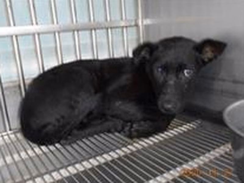 Black adult female mixed-breed dog, Medium, shelter no. …7001