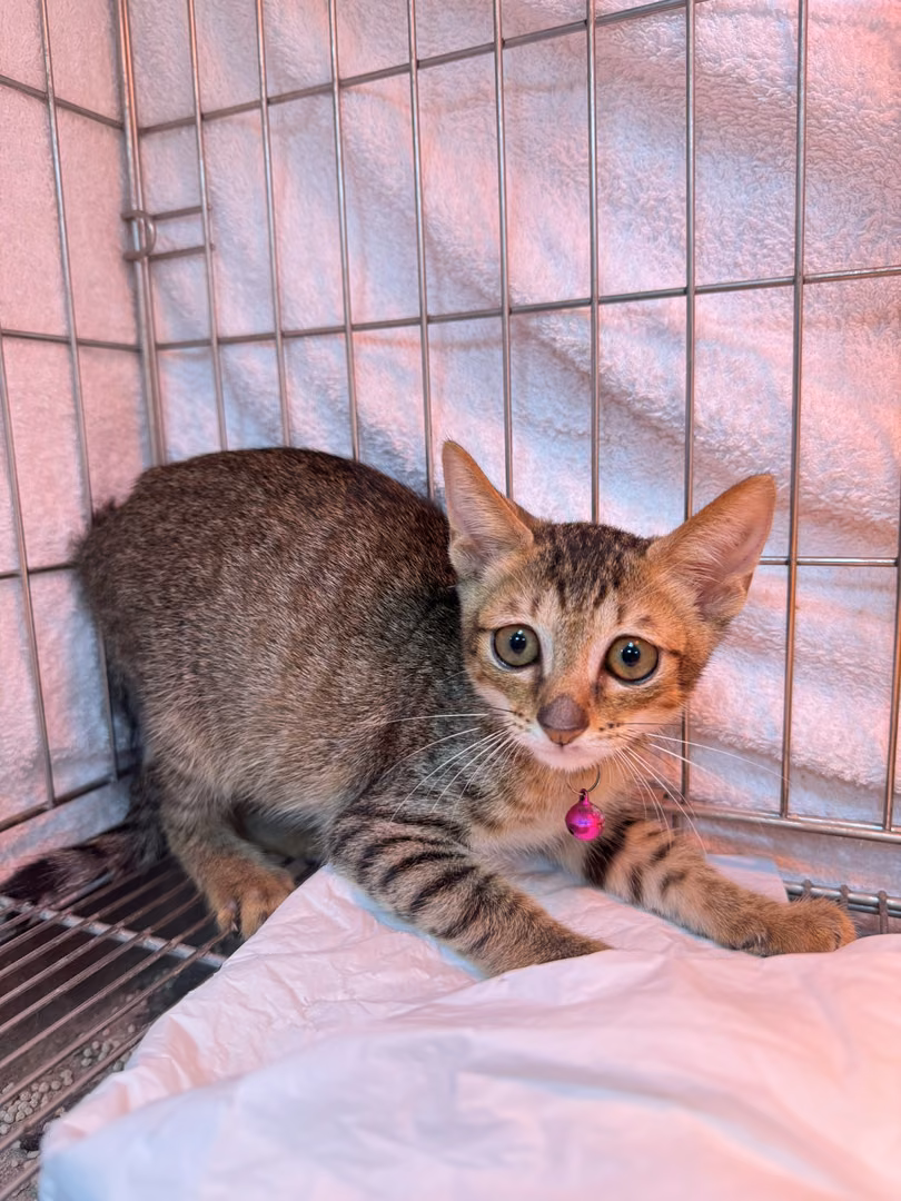 Tabby young female mixed-breed cat, Small, shelter no. …8007